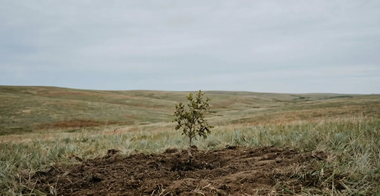 Vue environnementale minimaliste évoquant la croissance durable et l'impact positif de l'épargne solidaire sur le territoire
